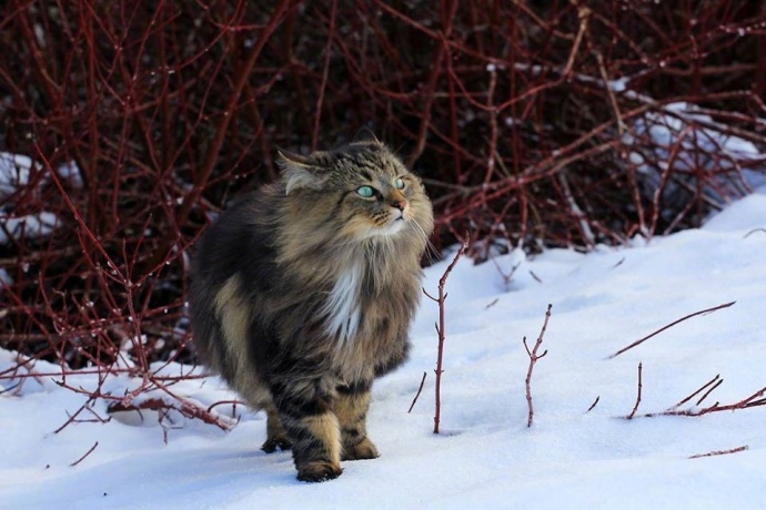 挪威森林猫太美了！动物gif搞笑图片