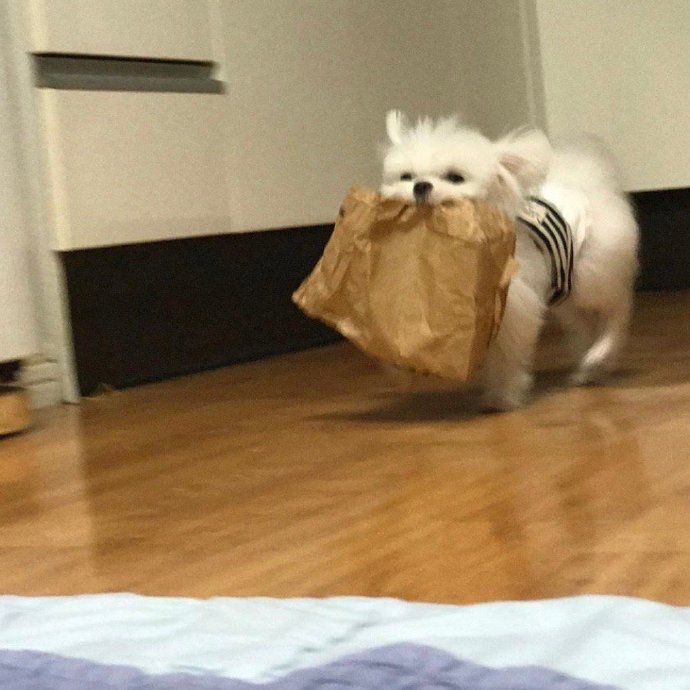 慢慢来 谁还没有一个努力的过程动物gif搞笑图片