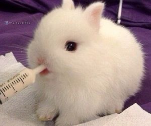 摸摸毛吓不着动物gif搞笑图片