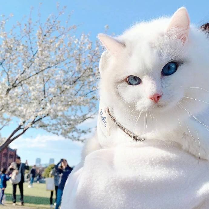 樱花树和仙女喵，到底该看哪个动物gif搞笑图片