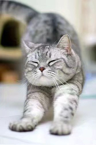 猫科动物在本质上都是一样的动物gif搞笑图片