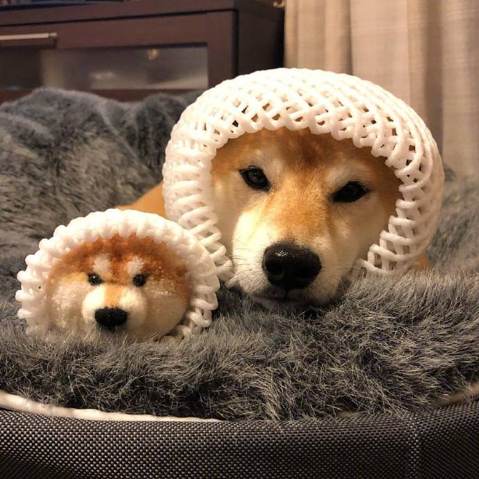 柴犬マロたん和它的玩具动物gif搞笑图片