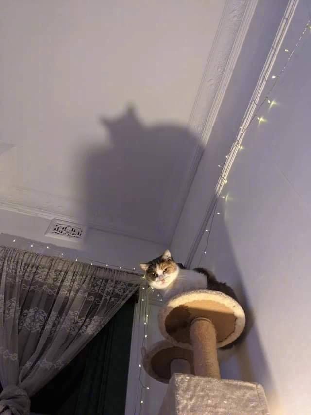 蝙蝠侠动物gif搞笑图片