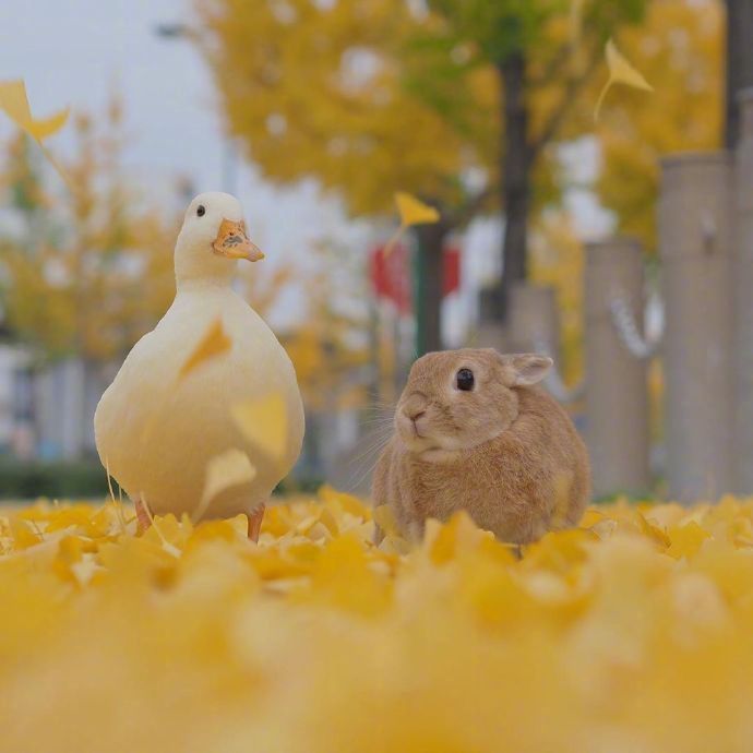 好朋友合个影动物gif搞笑图片