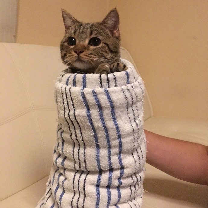 太可爱了动物gif搞笑图片