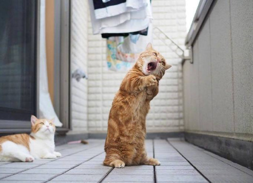一只放声高歌的橘猫动物gif搞笑图片