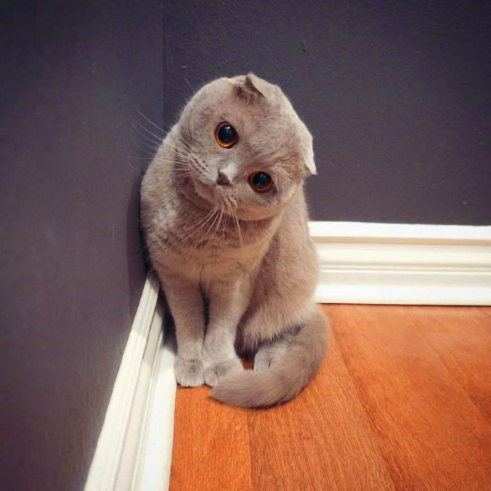 来自小灰猫的歪头杀，萌化了动物gif搞笑图片