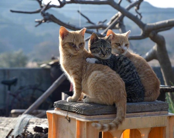 猫岛上的猫咪！动物gif搞笑图片