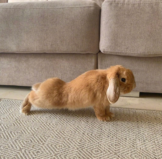 连兔兔都在努力动物gif搞笑图片