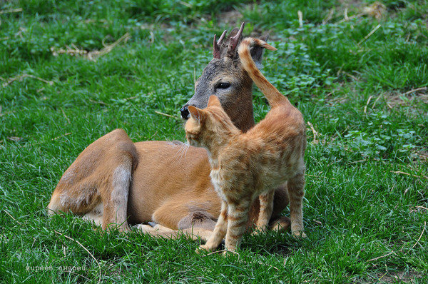 猫咪遇上小鹿，像童话故事一样美好~动物gif搞笑图片