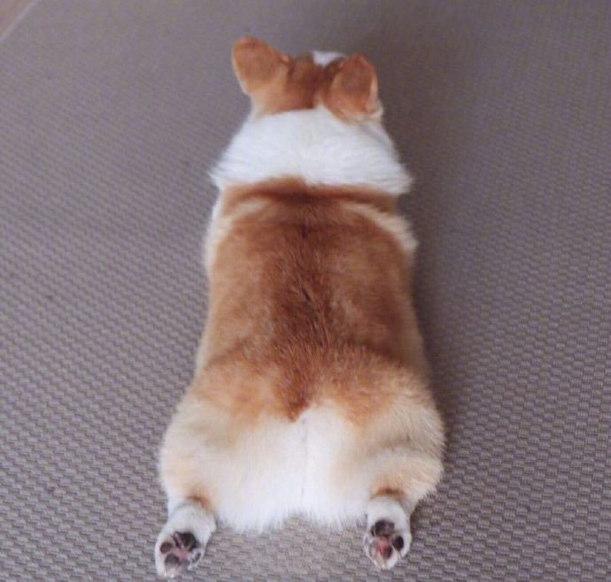 周末的一天：老子不想动动物gif搞笑图片