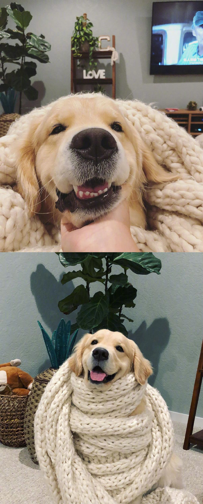 看到暖男金毛的笑容，整天就是超治愈的状态哦！动物gif搞笑图片