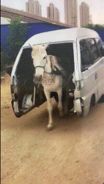 宝马遇上面包车动物gif搞笑图片