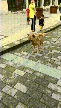 昨晚带狗子去了趟酒吧就成这样了动物gif搞笑图片