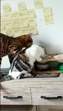 母老虎嘴里面抢食动物gif搞笑图片