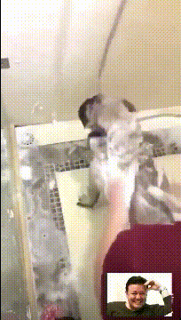 男人的快乐如此简单，狗狗表示生无可恋动物gif搞笑图片