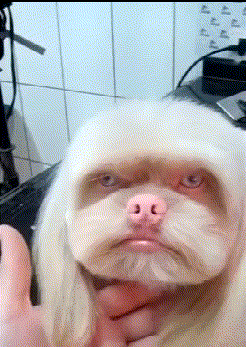 看到这条狗子的眼睛我就情不自禁的联想起老外动物gif搞笑图片