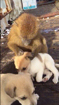 看到这一幕是不是很温馨动物gif搞笑图片