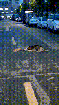 平时都说二哈很二，但是狗狗内心还是很善良的动物gif搞笑图片