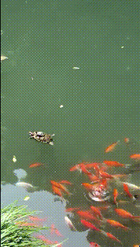 乌龟此时此刻心里有一万个卧槽动物gif搞笑图片