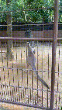 早上才换的沙袋，又给打坏了动物gif搞笑图片