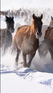 这就是画上的万马奔腾动物gif搞笑图片