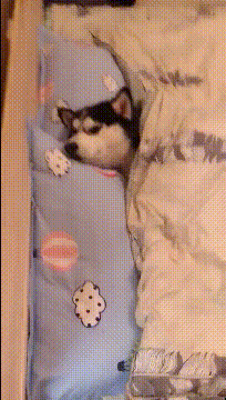 这年头二哈都有女朋友了，我还得靠一双手动物gif搞笑图片