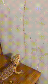 没想到我还能吃到自动餐动物gif搞笑图片