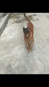 稳如老狗，不动如山动物gif搞笑图片