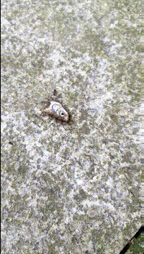 兄弟们今晚做鱼头火锅动物gif搞笑图片