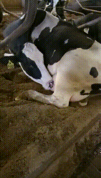 这年头连饭都不给吃，只能自产自销了动物gif搞笑图片