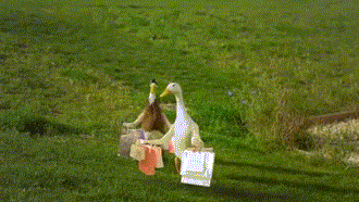 哎鸭！这是哪，咱们是不是迷路了动物gif搞笑图片