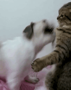 狗子：我咬我咬，看你怎么防动物gif搞笑图片