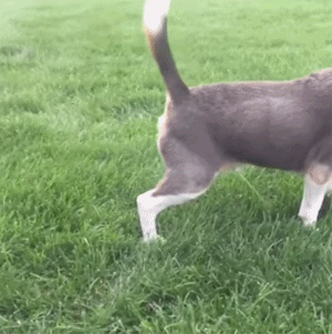 狗子的特殊技能动物gif搞笑图片