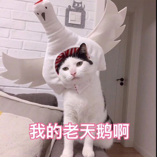 我的老天鹅动物gif搞笑图片