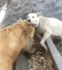 小牛：走开，我的牛角不是你的骨头动物gif搞笑图片