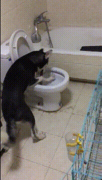 狗子：吃屎都赶不上热乎的，气死狗了动物gif搞笑图片