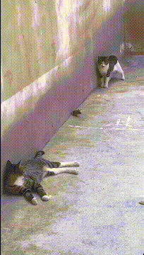 老鼠：两位猫哥，能放条生路可否动物gif搞笑图片