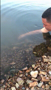 螃蟹：握手就握手，你还想咋地动物gif搞笑图片