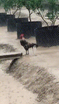 这只公鸡肯定被绿了动物gif搞笑图片