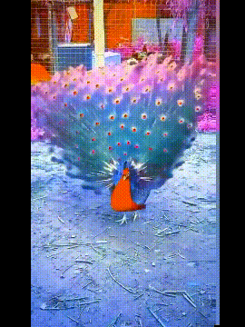 孔雀开屏发大财动物gif搞笑图片