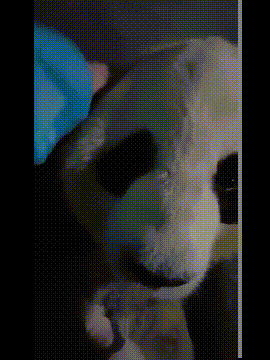 听说这个宠物可不是一般人能养的起的动物gif搞笑图片