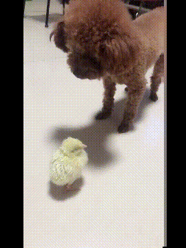 这两货叽叽喳喳了一上午了动物gif搞笑图片