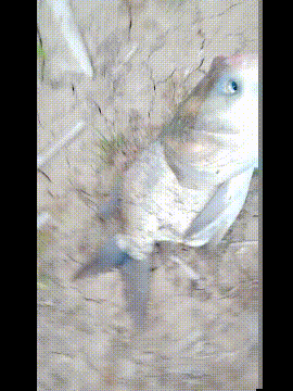 这是什么鱼有人知道吗动物gif搞笑图片