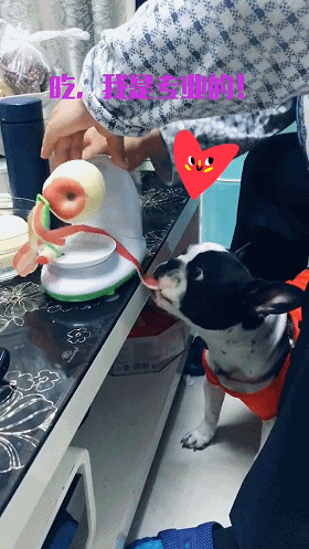狗狗：快点削，我都快吃没了动物gif搞笑图片