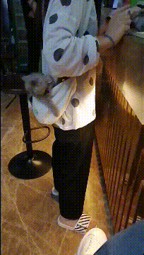 猫：后面的小哥哥快过来玩呀！动物gif搞笑图片