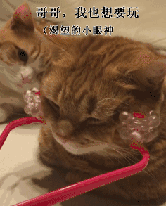 猫看样子很享受动物gif搞笑图片