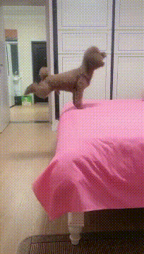 狗子都开始锻炼身体了动物gif搞笑图片