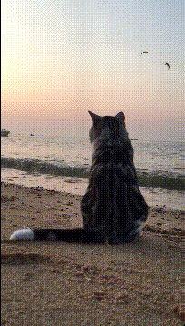 看这个背影好忧伤动物gif搞笑图片