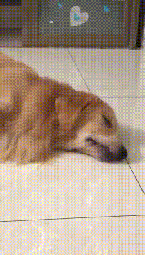 可怜我家狗子了，家里连土都没吃的了动物gif搞笑图片